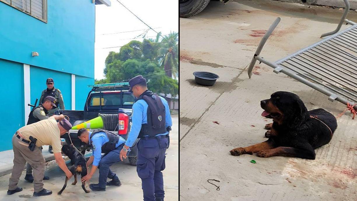 La Policía Nacional aseguró esta tarde a un <b>Rottweiler</b> que había atacado a tres personas en su vivienda en el sector de la <b>Rivera Hernández</b>, en San Pedro Sula, Cortés.