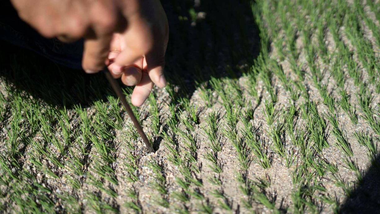 En las últimas semanas, los encargados de la inspección de la obra, no se han perdido detalles del cocido de la grama sintética, el cual finalizará la próxima semana.