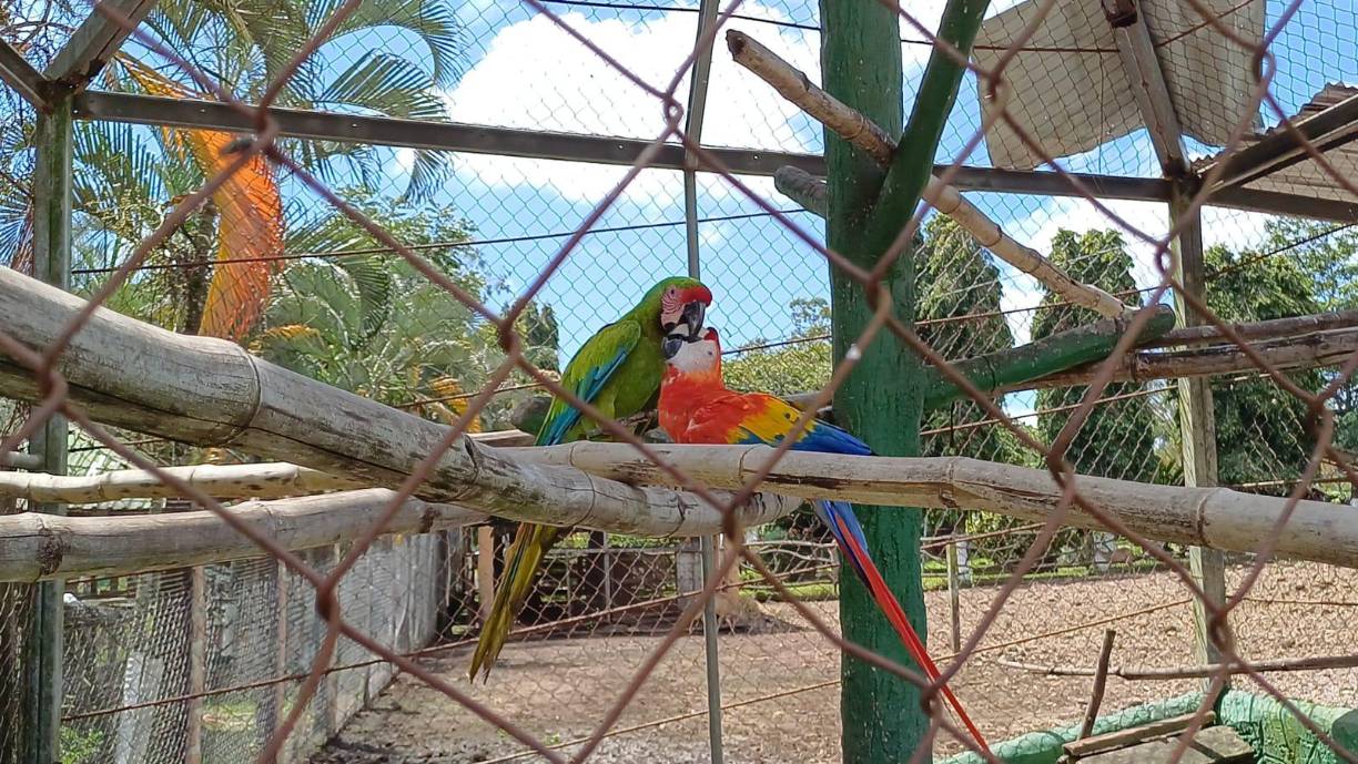 Dos de las guacamayas que se encuentran en el zoológico.