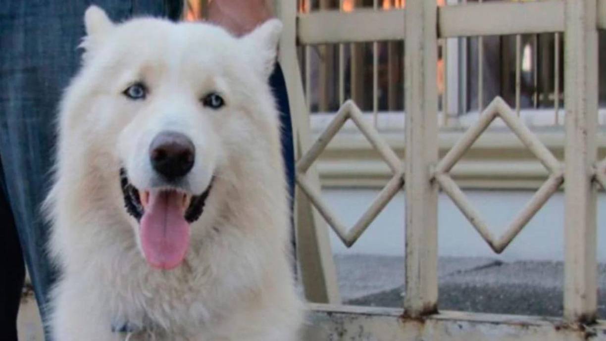 Su dueño dio a conocer que el husky siberiano falleció debido a un tumor y una hernia, que fueron deteriorando su salud en los últimos meses. 