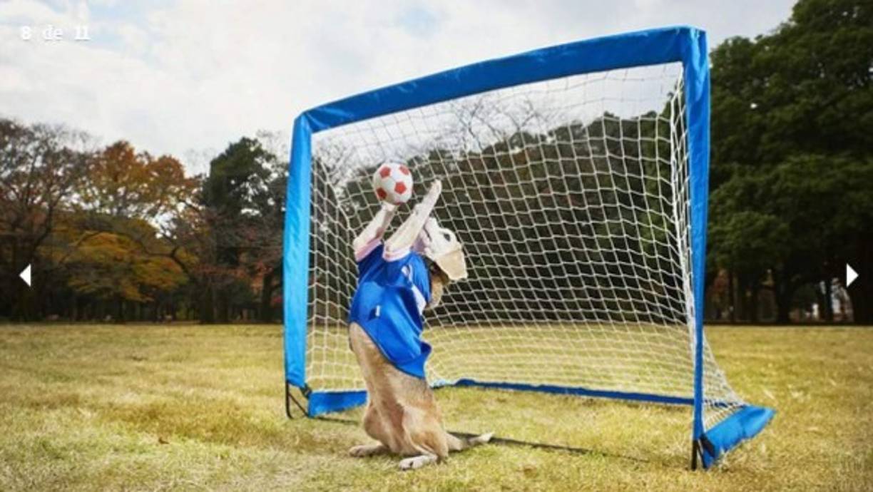El perro arquero. Purin, un beagle de nueve años, consiguió atrapar con sus patas más pelotas que ningún otro perro. Atajó 14 goles en 60 segundos.