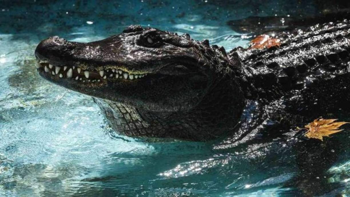 Su hermana, una buceadora experimentada, no dudó en sumergirse para ver que sucedía con su hermana. Fue en ese momento cuando se percató de que un cocodrilo la atacaba ferozmente. Sin dudarlo, nadó hacía ellos y comenzó a golpear las fauces del animal para intentar liberar a su gemela.