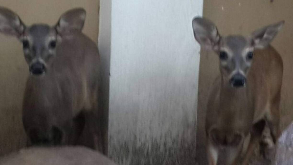 Venados encontrados en la vivienda allanada en residencial Las Meseta de San Pedro Sula.