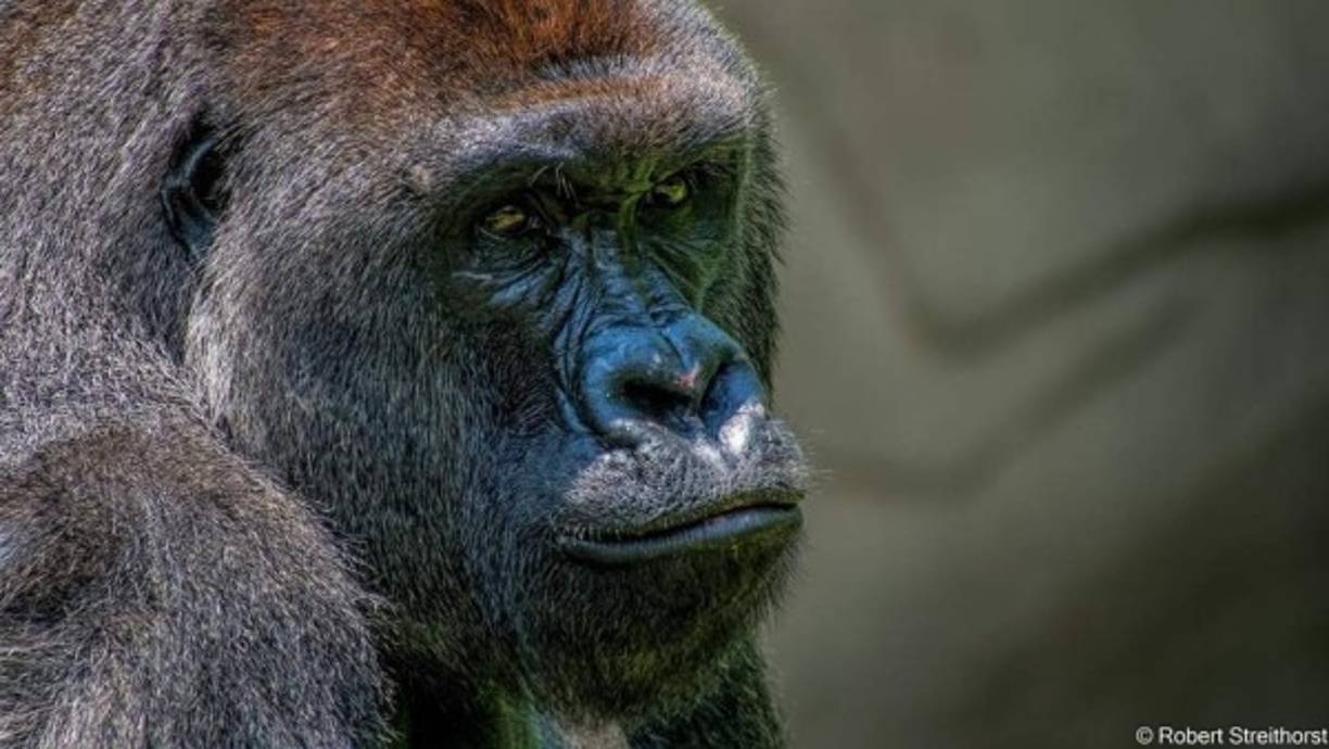 Harambe había cumplido 17 años el pasado viernes, un día antes de su muerte.