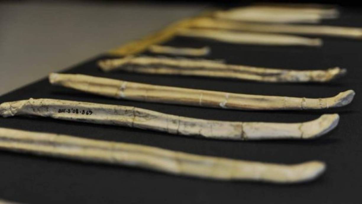 El pene más viejo de la historia<br/><br/>La especie más antigua a la que se le ha registrado un órgano como el pene es una criatura marina de una dura concha llamada Colymbosathon ecplecticos. <br/><br/>El término viene del griego antiguo y etimológicamente vendría a significar algo así como «el asombroso nadador de gran pene». Curioso, ¿no?<br/>