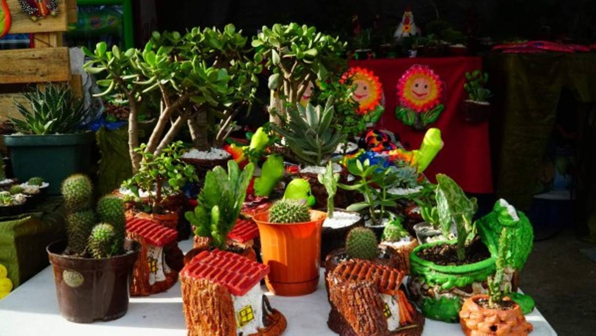 A quienes les fascinan las plantas también pueden encontrar opciones de bonsái y cactus.
