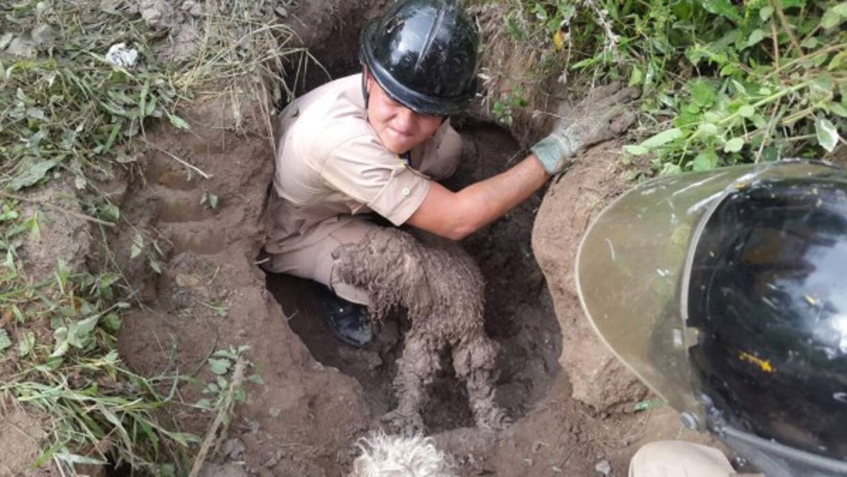 Posteriormente se procedió a la limpieza para ser entregados a su dueña.