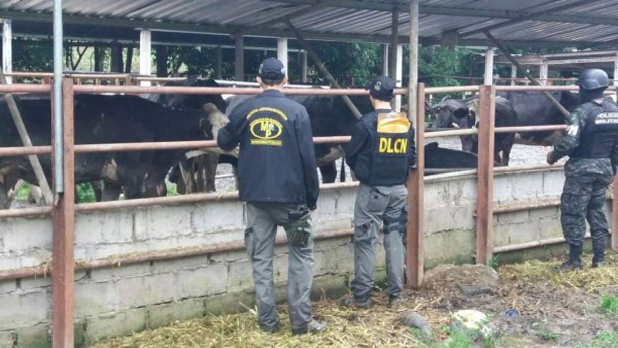 Según las investigaciones los mencionados utilizan puntos ciegos entre los dos países y que producto de las ganancias que les genera esta actividad han adquirido bienes muebles e inmuebles entre estos un auto Lote de nombre “NEKO”, ubicado en el Municipio de Santa Rosa de Copán.