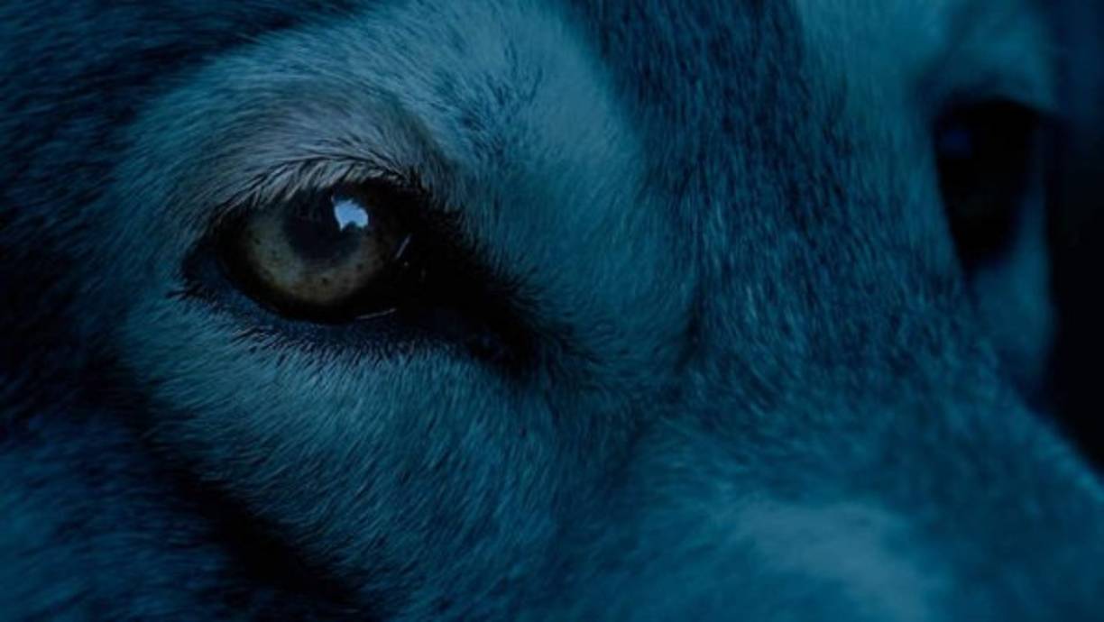 La pigmentación canina puede variar respecto al tono del pelaje, sin embargo, los perros de esa región rusa no suelen mostrar variaciones más que blanco, negro o amarillo.