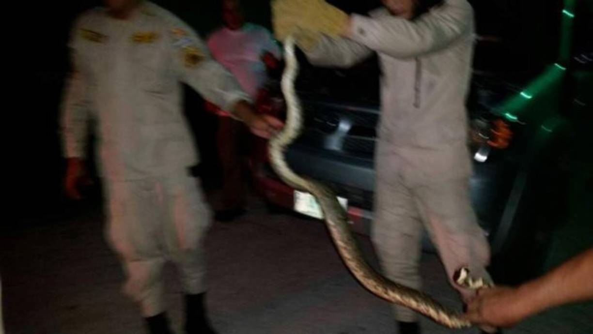 Como es costumbre de revisar el vehículo, un ciudadano en Santa Bárbara se acercó a su carro, abrió el tonó para echarle agua al radiador, pero lo que encontró lo dejó helado. Una gran boa de cerca de dos metros estaba enrollada entre el motor y otras partes del vehículo. Ante la situación, el hombre no tuvo más opción que llamar a los bomberos para que lo auxiliaran. De inmediato, tres apagafuegos acudieron al llamado, después de unos minutos y utilizando una larga varilla sacaron al animal, el cual dejaron en libertad en las orillas del río Ulúa.