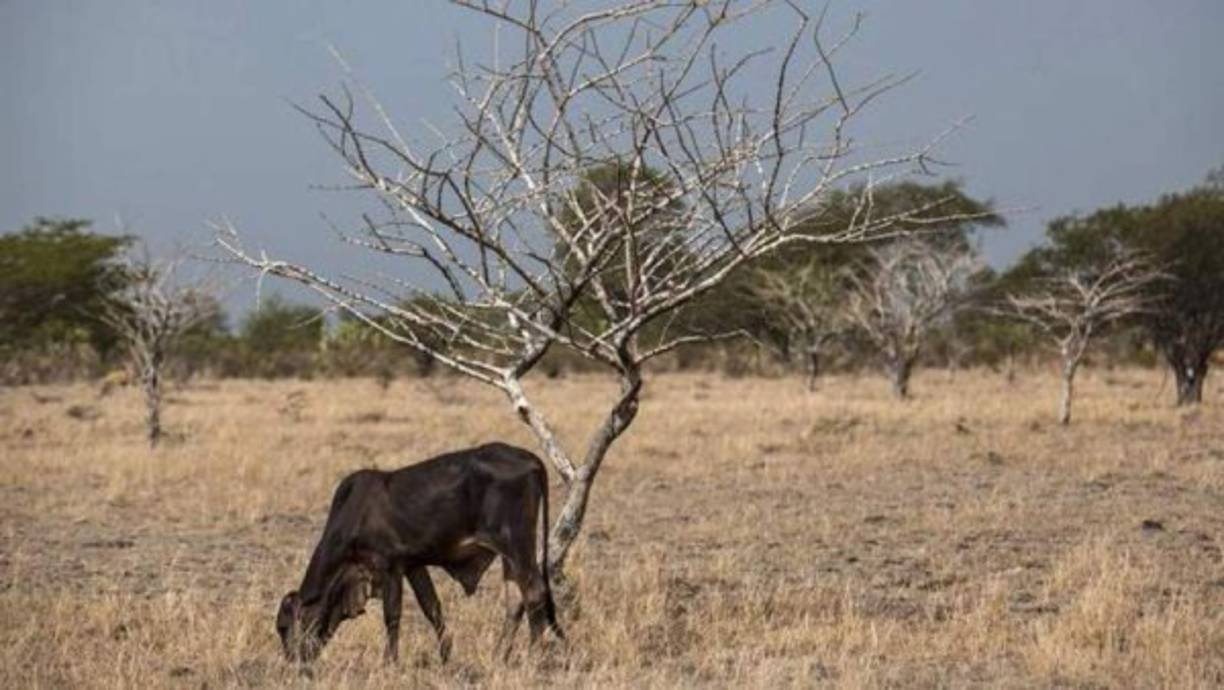 4.- Un desastroso efecto invernadero<br/><br/>Si las plantas no pueden transformar el dióxido de carbono, su concentración atmosférica incrementaría de forma considerable, lo que a su vez resultaría en un aumento del efecto invernadero.<br/><br/>Las temperaturas, luego de descender, comenzarían a subir rápidamente pasando de frío extremo al calor calcinante alrededor del planeta.