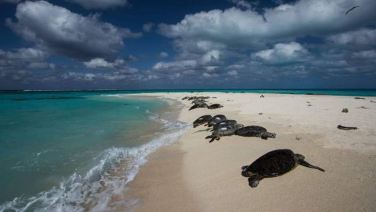 Las autoridades temen por el daño ecológico causado en esta isla, ya que es donde el 95% de las tortugas marinas verdes de Hawái anidaban. Esta especie se encuentra en peligro de extinción.
