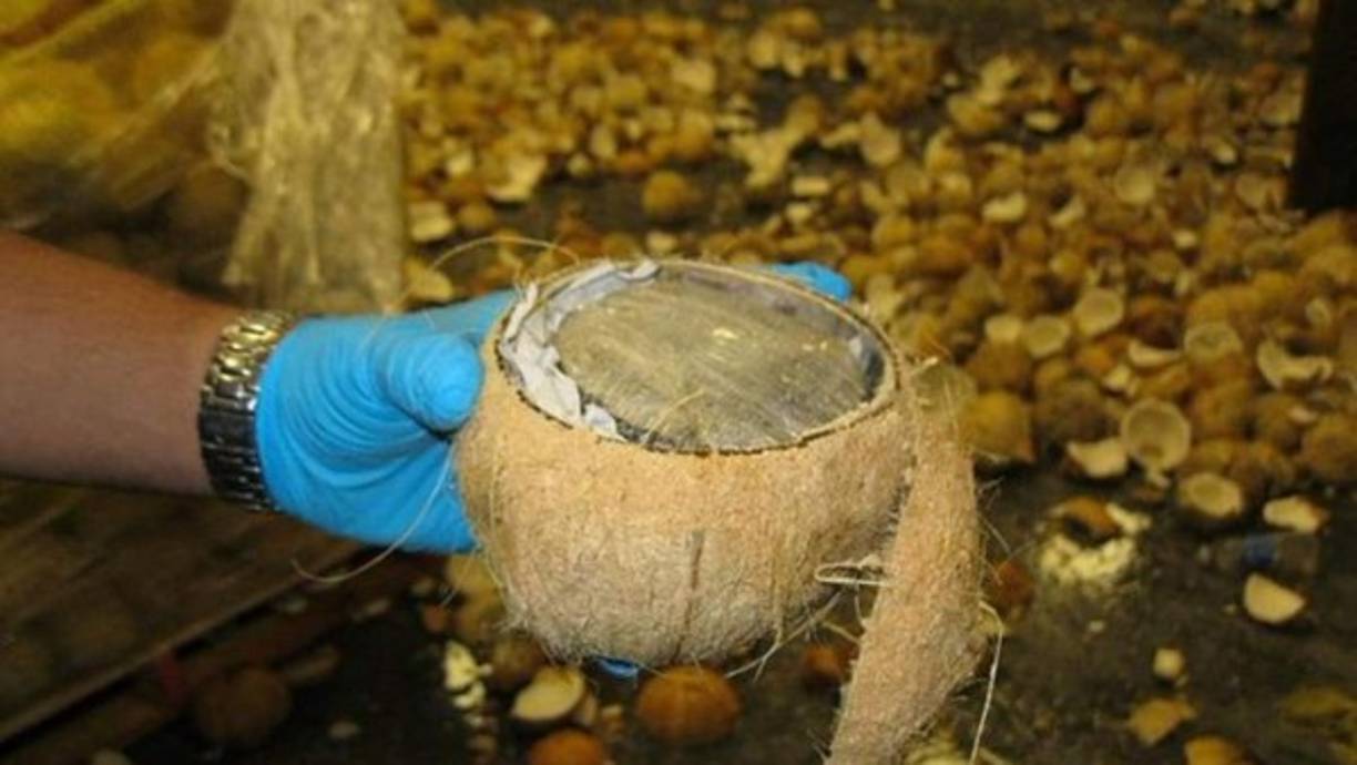 Un cargamento de cocos procedente de México descubrieron venía con una sorpresa, pues los agentes incautaron 1,423 libras de marihuana, con un valor de $285,000.