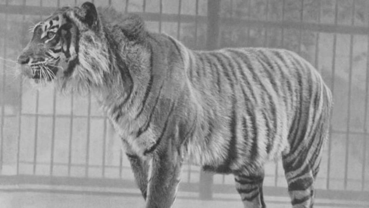 1994 “Tigre de Java”. El hábitat del tigre de Java se fue perdiendo a causa de los cultivos. En Indonesia se lo vio por última vez, se hallaba en la montaña de más altura de la isla de Java.