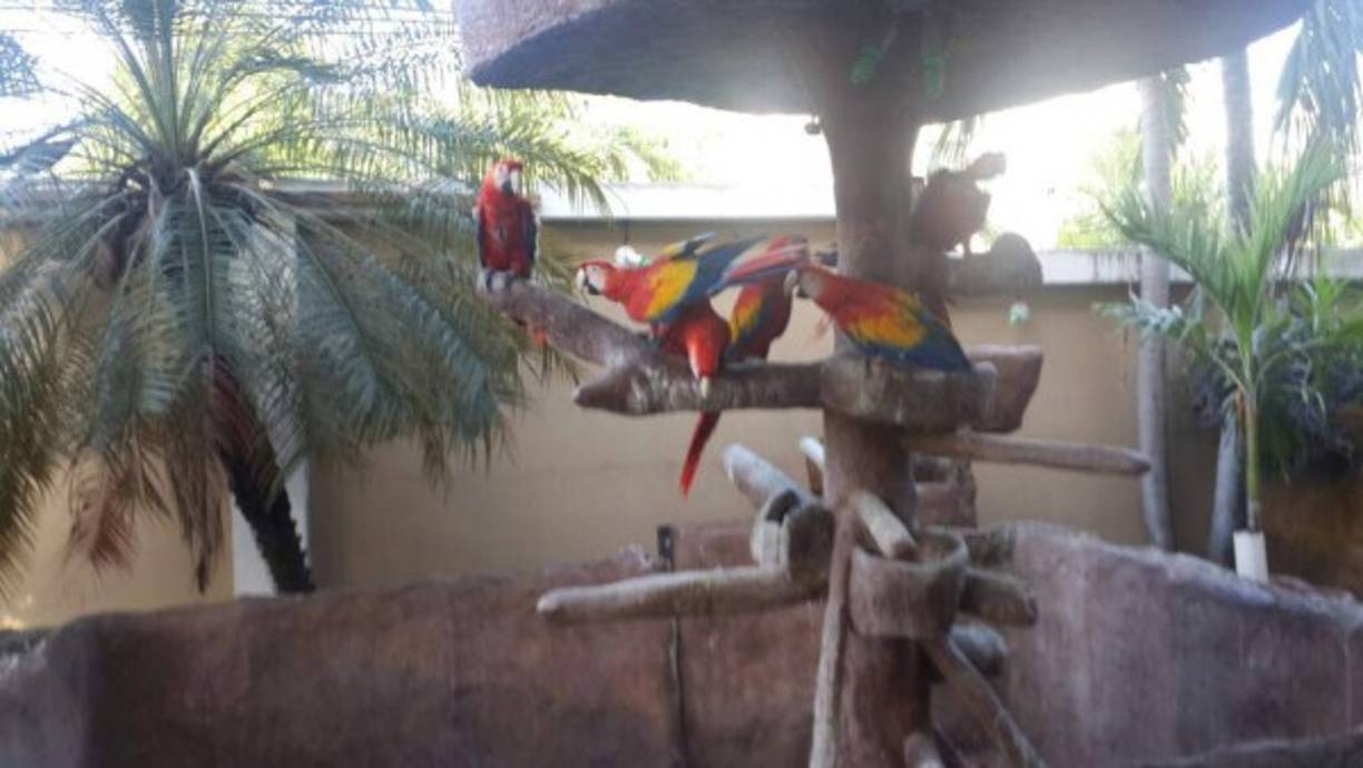 Guaras halladas en la casa de lujo allanada en la residencial Las Meseta de San Pedro Sula.