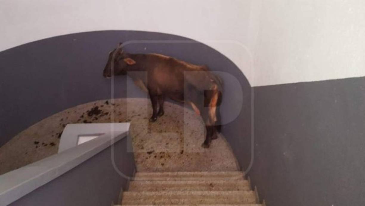 Dos vacas subieron al segundo piso y se salvaron de morir.
