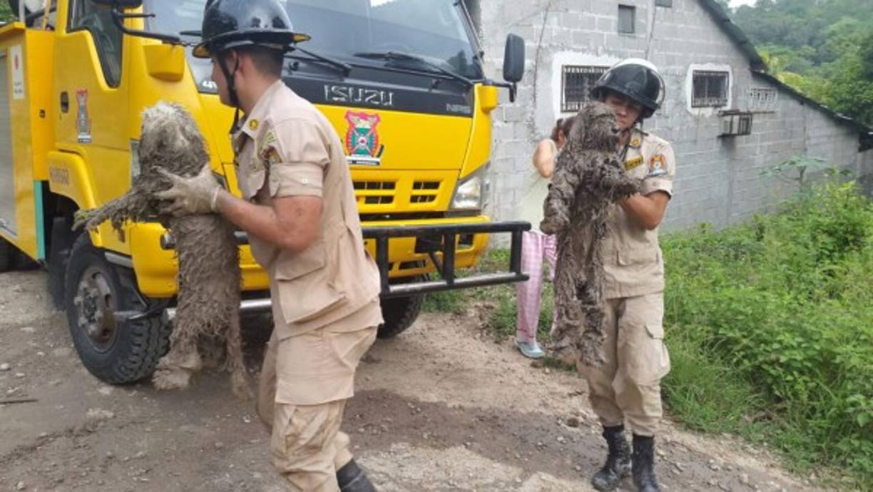 Dos mascotas fueron rescatadas este martes en la ciudad de Santa Bárbara, departamento homónimo, después de que cayeran en un hoyo de dos metros de profundidad.