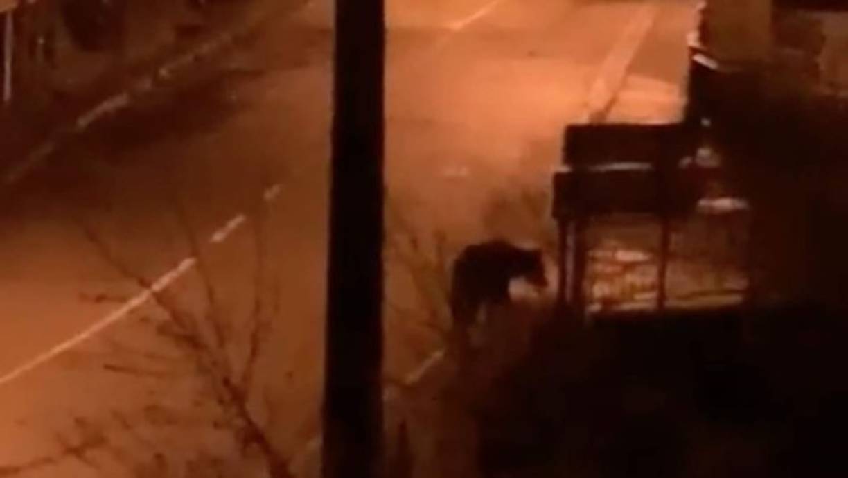 En Ventanueva, un pequeño pueblo de Asturias (España), un vecino grabó a un oso que aprovechó, de noche, la cuarentena para adentrarse en el pueblo.
