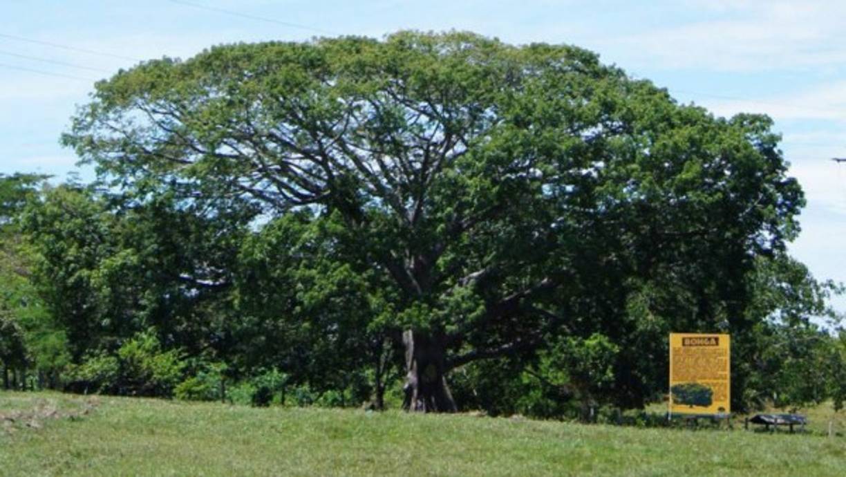 'Cuando se hizo la exhumación, tenía muy presente el deseo de Pablo, pero pensaba: yo no me puedo llevar de acá todo el cuerpo. Entonces lo que hice fue que cogí una pequeña parte de los huesos de Pablo y me fui hasta Nápoles, abrí el hueco al lado de esa ceiba que Pablo quería y yo mismo le hice mi ritual en mi forma, para darle cumplimiento a su última voluntad', le contó Nicolás a Infobae.