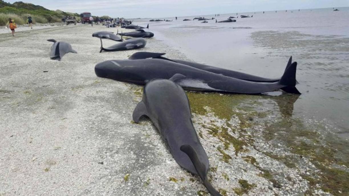 Los cadáveres de cientos de ballenas yacen sobre la arena de las playas neozelandesas.