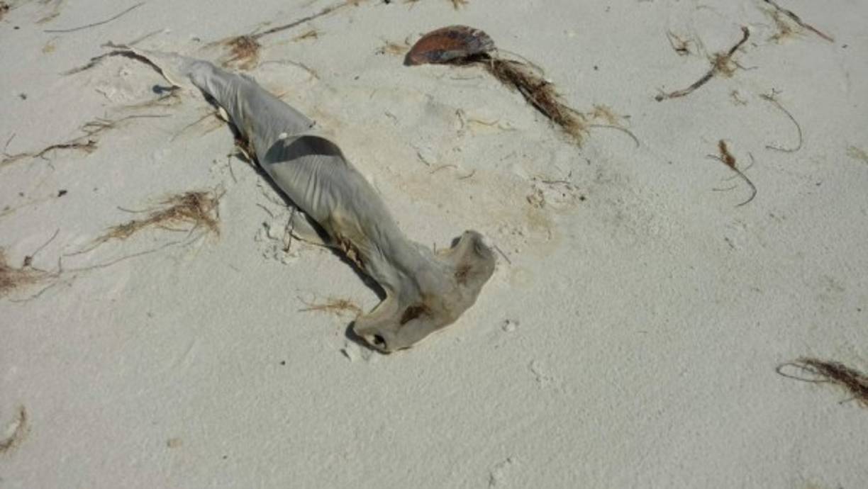 El mar, donde no se ve un solo bañista, presenta un inquietante color entre rojo y marrón en la zona cercana a la orilla que contrasta con las blanquísimas arenas de esta larga playa.