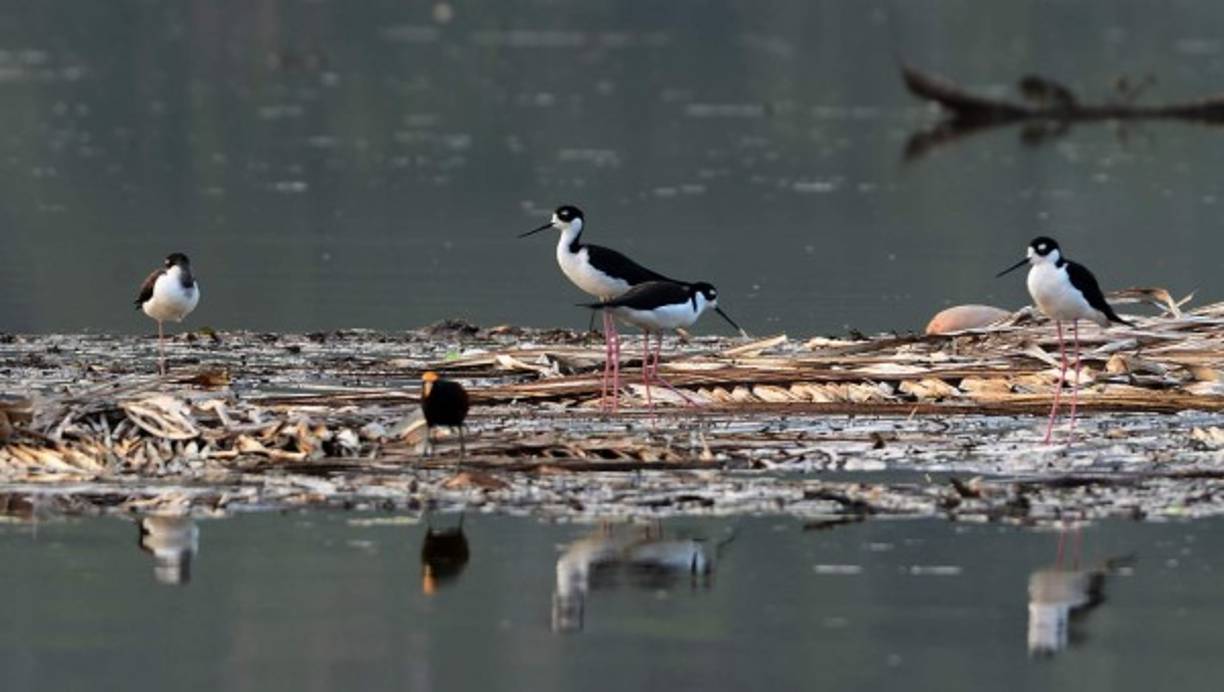 Varios millones de lempiras se asignaron para recuperar la laguna, por lo que las investigaciones también deben enfocarse en confirmar si en realidad se invirtieron allí, dicen los pobladores de la zona.