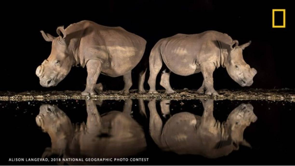 Un Nuevo Look: Tarde en la noche, dos rinocerontes blancos del sur emergieron de las sombras para beber en un abrevadero en la Reserva de Caza Zimanga. Estaban espalda con espalda, observando sus alrededores antes de bajar sus cabezas. Subestimé el impacto emocional que las increíbles bestias tendrían en mí. Habían sido descornados para disuadir a los cazadores furtivos de cazarlos. Estaba llena de emoción, pero de horror al mismo tiempo al pensar que la caza furtiva podía tener un efecto tan devastador.