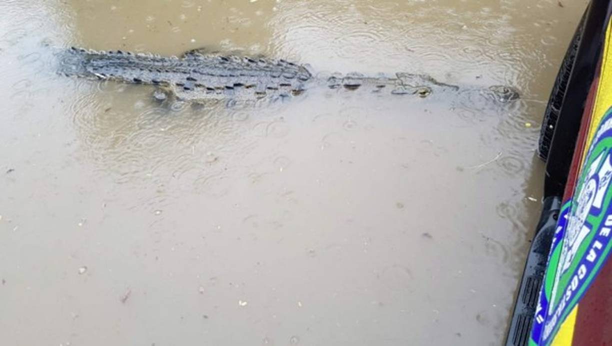 Pobladores capturaron tres cocodrilos y los regresaron a las lagunas.