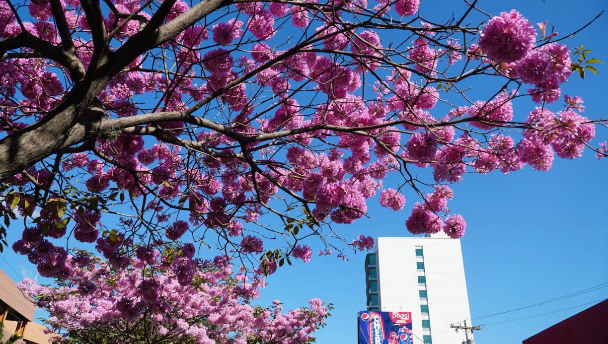 El experto sampedrano dice que en el sur de México, lo utilizan en forma medicinal, ya que el árbol es rico en naftoquinoa, que a su vez se vincula con la vitamina K, estas sustancias también sirven contra la malaria. El té de las hojas alivia la fiebre; mientras que la corteza cocida ayuda a sanar el paludismo, controlar la diabetes, la tifoidea y matar los parásitos. Cabe resaltar que no hay evidencia médica para sus usos 