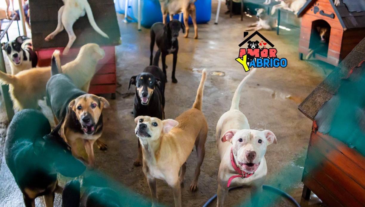 FUNDACIÓN AMOR Y ABRIGO (SPS): “Somos una familia voluntaria sin fines de lucro, teniendo como único fin y objetivo de velar por los que no tienen voz y nos sustentamos de donaciones de personas que creen en nuestra labor las cuales los llamamos ángeles”. 