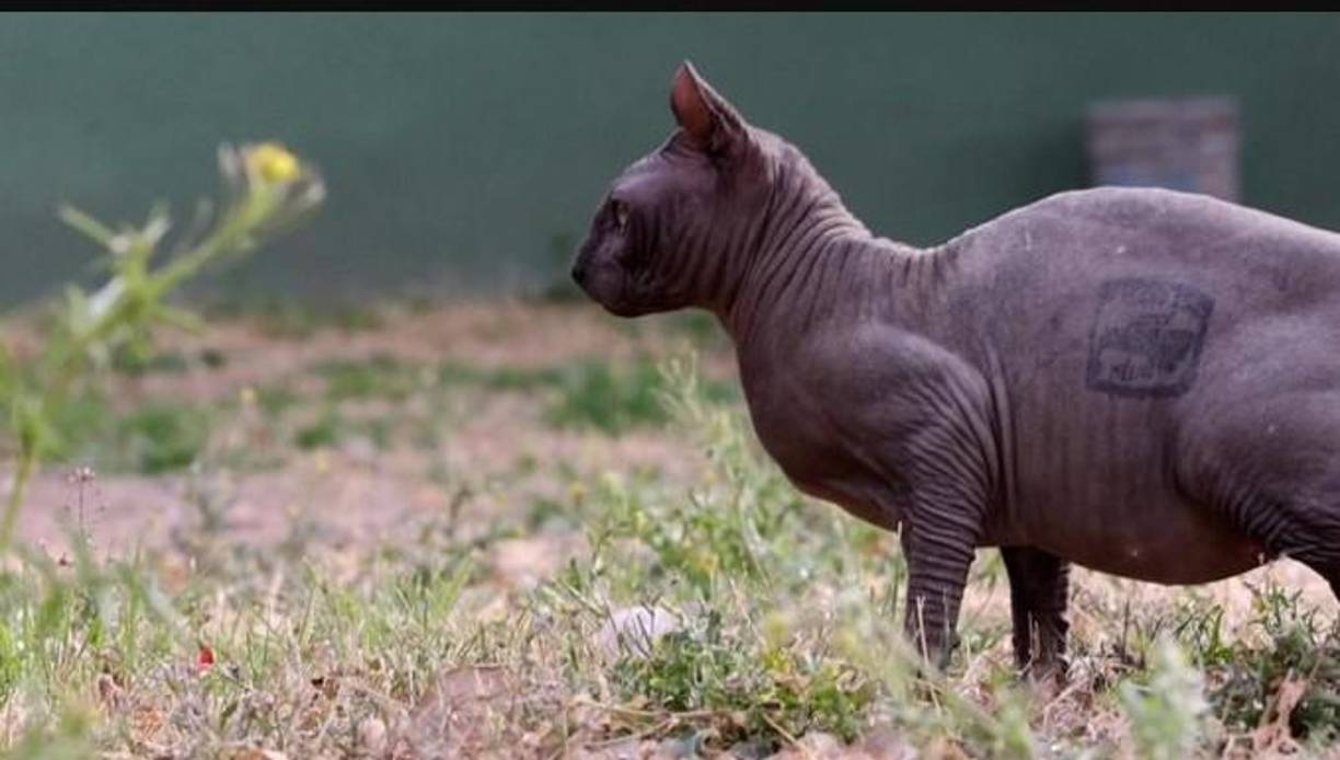 Tras su rescate del centro penitenciario, el gato quedó bajo el cuidado del departamento de Rescate y Adopción de Mascotas del Municipio (RAMM) de Ciudad Juárez. Según las primeras valoraciones médicas, encabezadas por el jefe de Bienestar Animal, <b>Diego</b> <b>Poggio</b>, se encuentra sano.