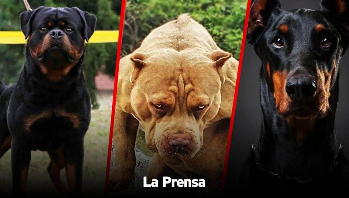Aunque expertos veterinarios coinciden en que la agresividad de un perro sale a relucir por la crianza y con cómo es tratado, así como su entorno, cierto es que, por naturaleza, aquellos más fuertes pueden ser potencialmente peligrosos para humanos y otros seres vivos. 