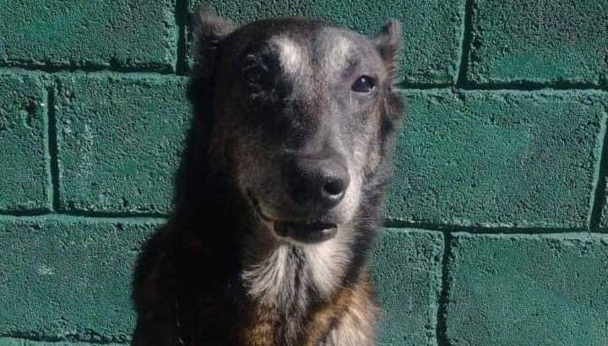 La Policía Militar no reveló qué enfermedad tenía Askar, sino que se limitó a decir que su fallecimiento fue “por problemas de salud”. 