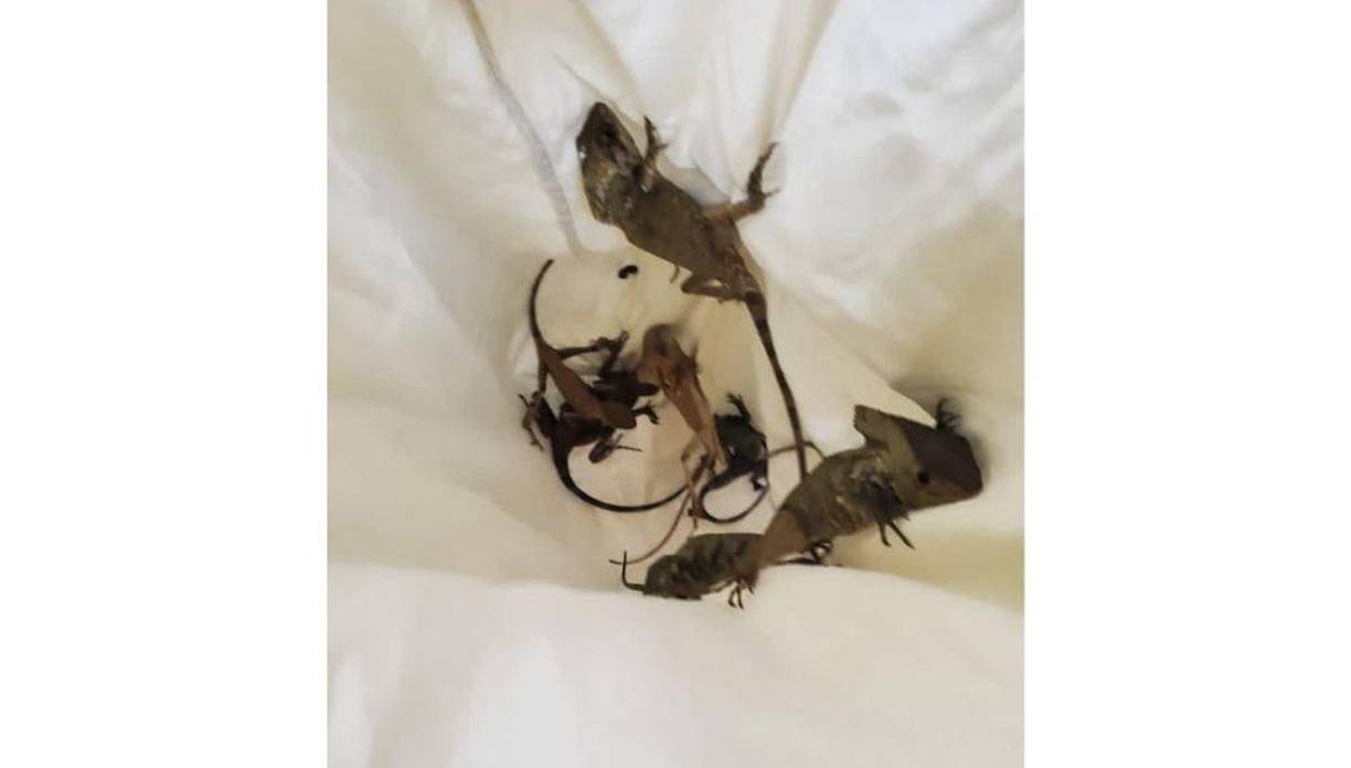 Autoridades informaron que el acusado ya fue remitido a la Fiscalía del Ministerio Público ubicada en Choluteca para continuar con el proceso legal correspondiente.