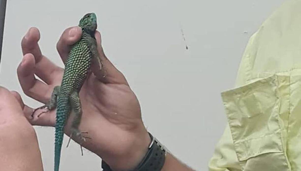 Estas serpientes y lagartijas llevaba un hondureño dentro de caja en Choluteca (FOTOS)