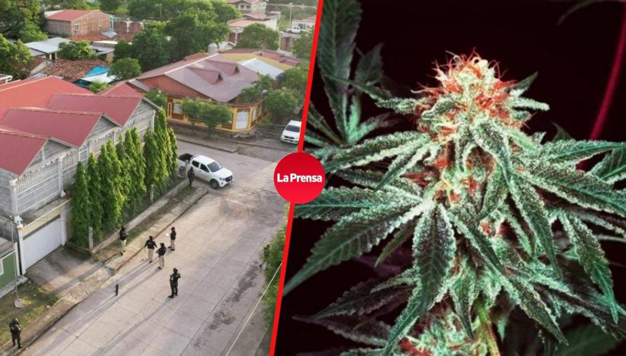 En la Operación Zamora se ejecutaron 18 allanamientos, 7 inspecciones, 105 aseguramientos de bienes, sociedades mercantiles, vehículos y el cumplimiento de órdenes de captura contra red de producción y tráfico de drogas.