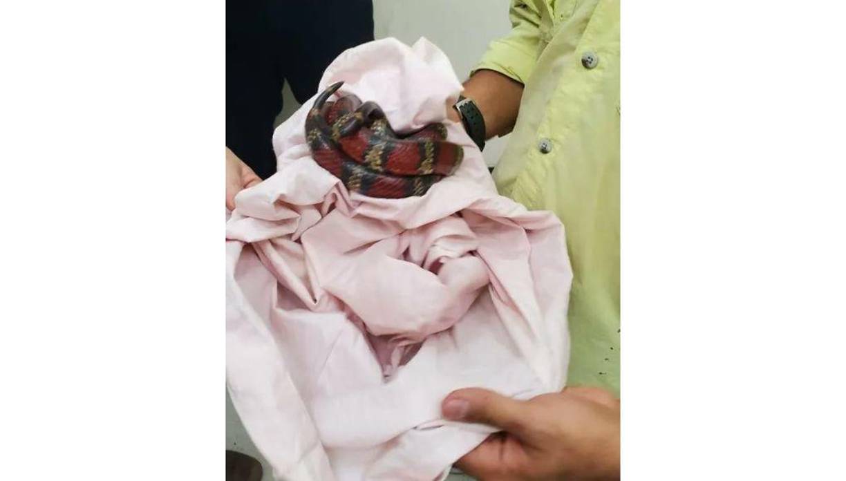 Para esta acción fue necesario coordinar con personal del Instituto de Conservación Forestal (ICF) para realizar la identificación de las especies y su manejo, informaron los agentes de la DNSPF.