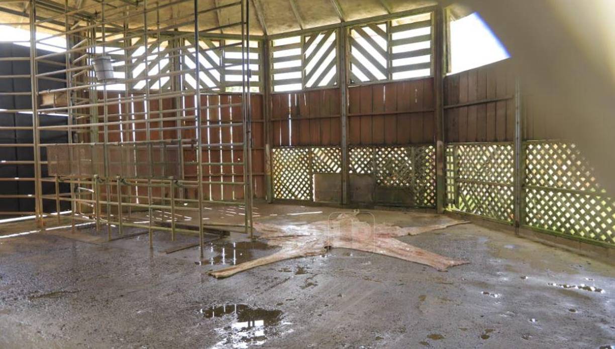 Sin embargo, al llegar al lugar donde por años vivió “Big Boy”, los cuidadores dijeron que cuerpo ya había sido enterrado.