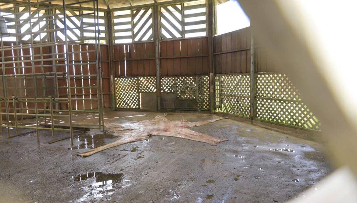 La administradora había informado que aún no se había decidido qué hacer con los restos de la jirafa.