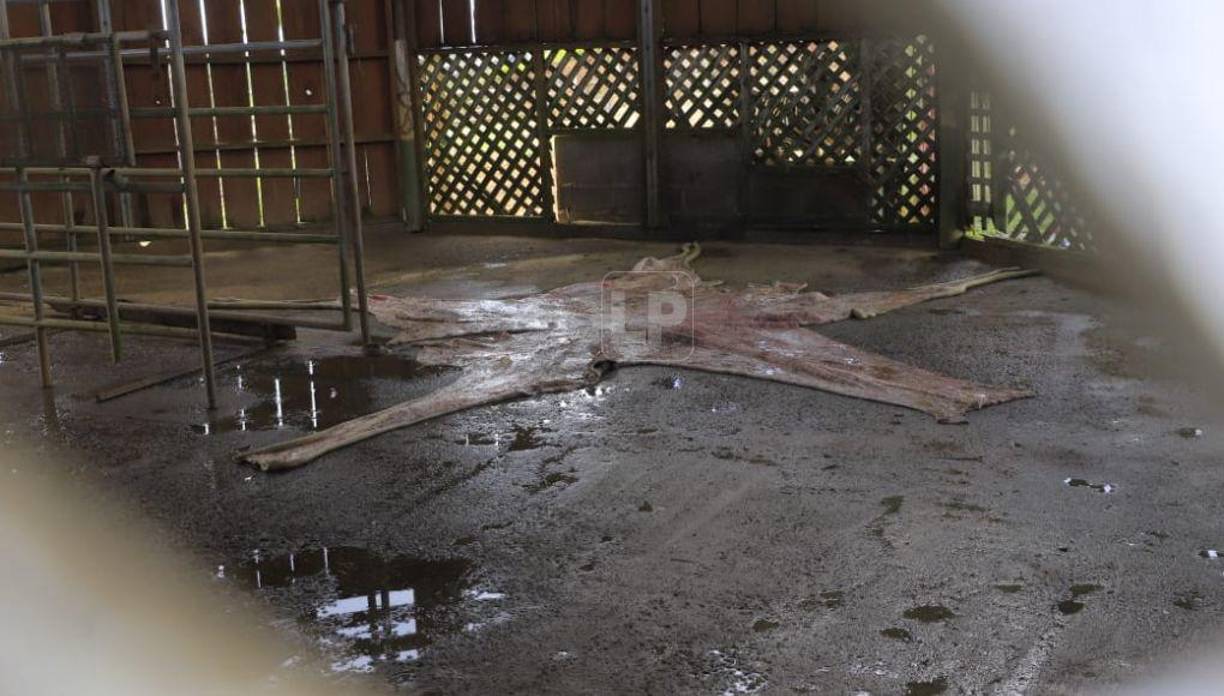 Los trabajadores de Joya Grande revelaron que el animal descansa en el mismo predio donde habitaba.