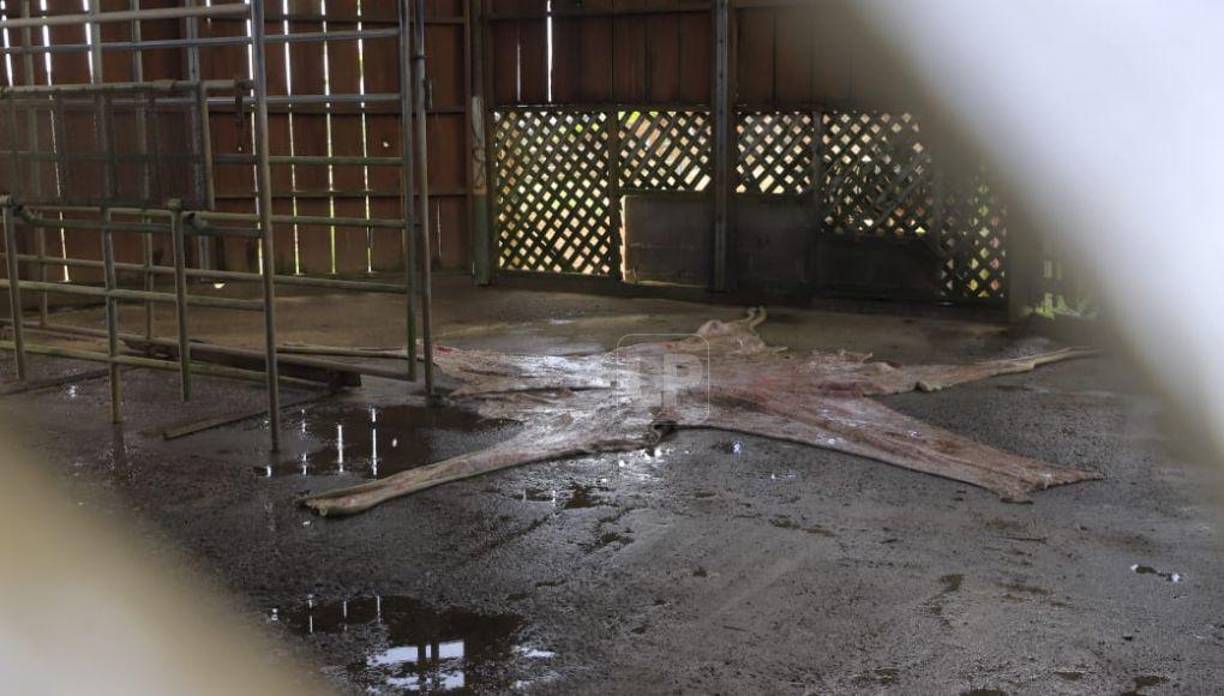 Le quitaron la piel: esto pasó con el cuerpo de la jirafa “Big Boy” (FOTOS)