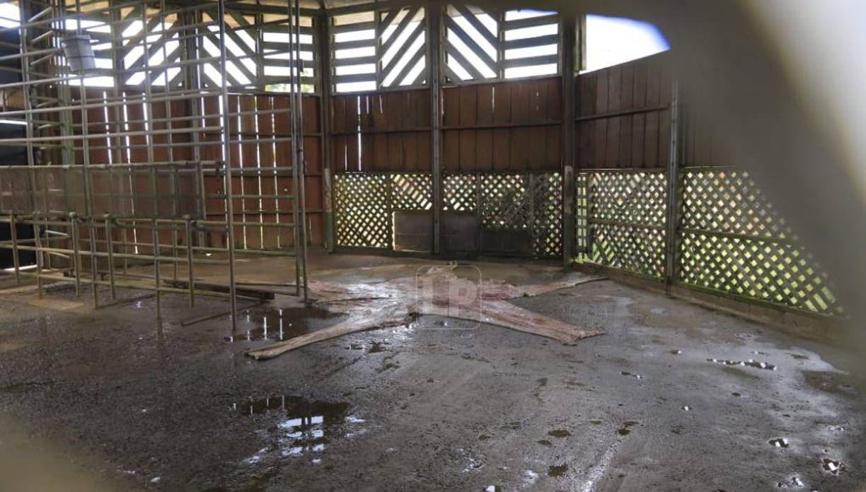 La taxidermia es la práctica mediante la cual se diseca animales para conservarlos con apariencia de vivos y facilitar así su exposición, estudio y conservación.