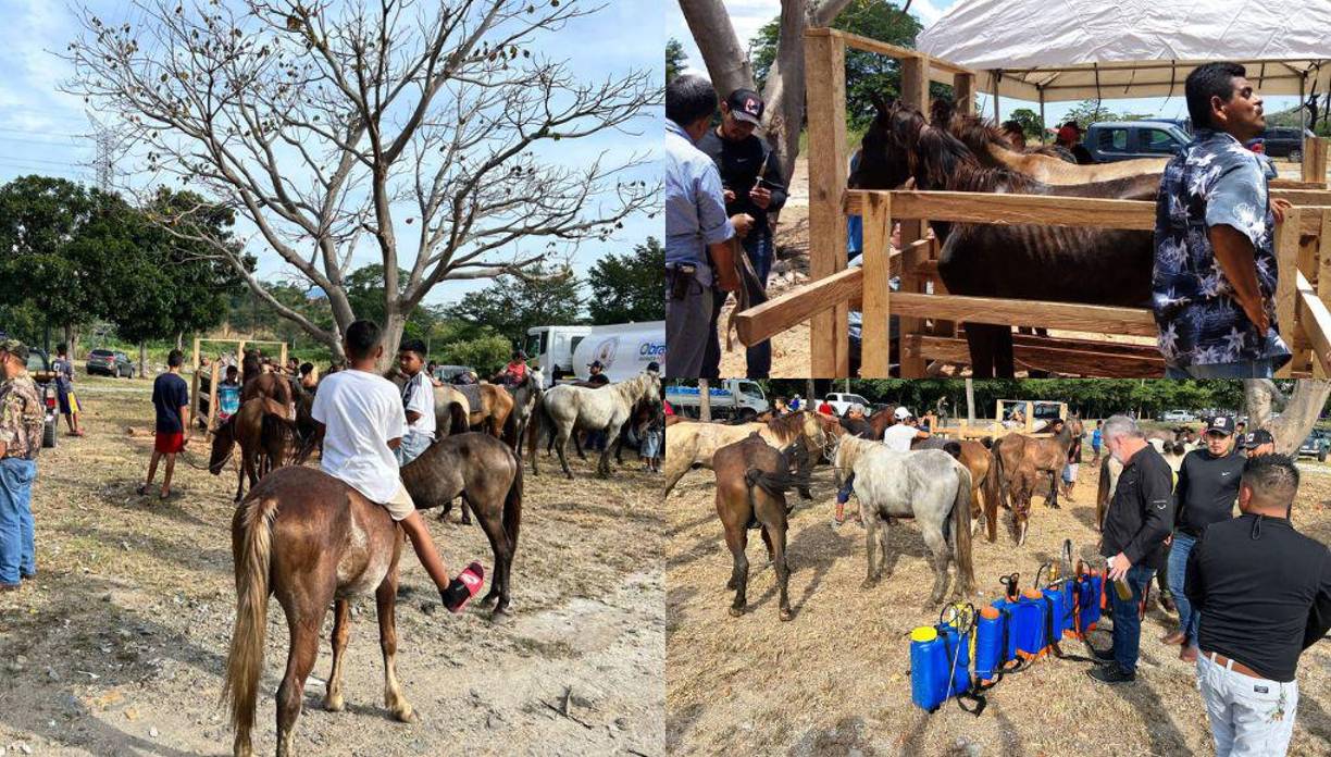 Más de 120 caballos han sido revisados en la primera brigada equina municipal.