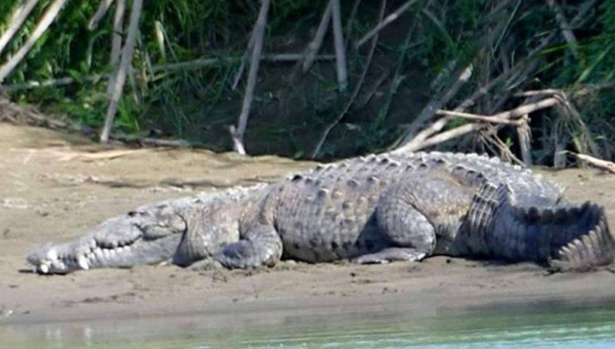 Este es, supuestamente, el cocodrilo que atacó al pequeño, recientemente había sido captado en esta fotografía, merodeando los alrededores.