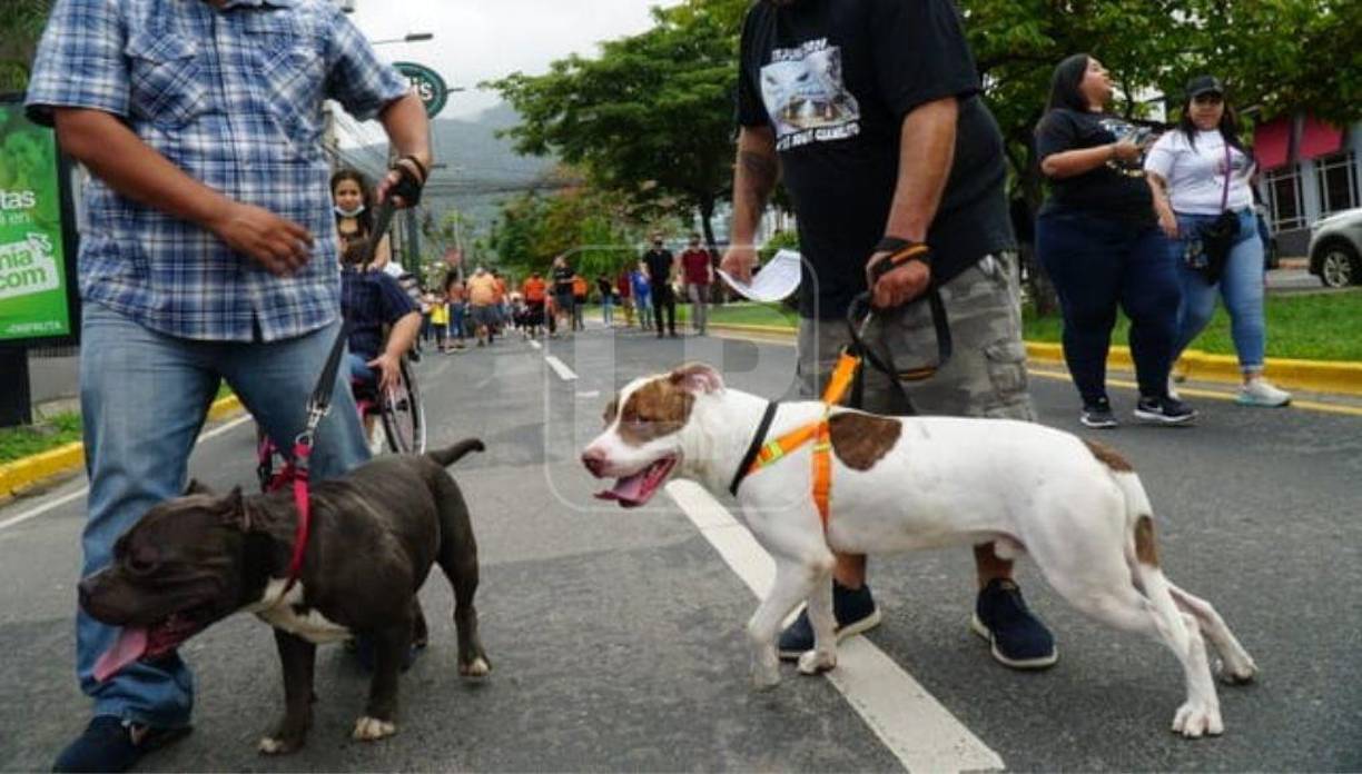 Los pitbulls estuvieron cerca uno de los otros sin agredirse.
