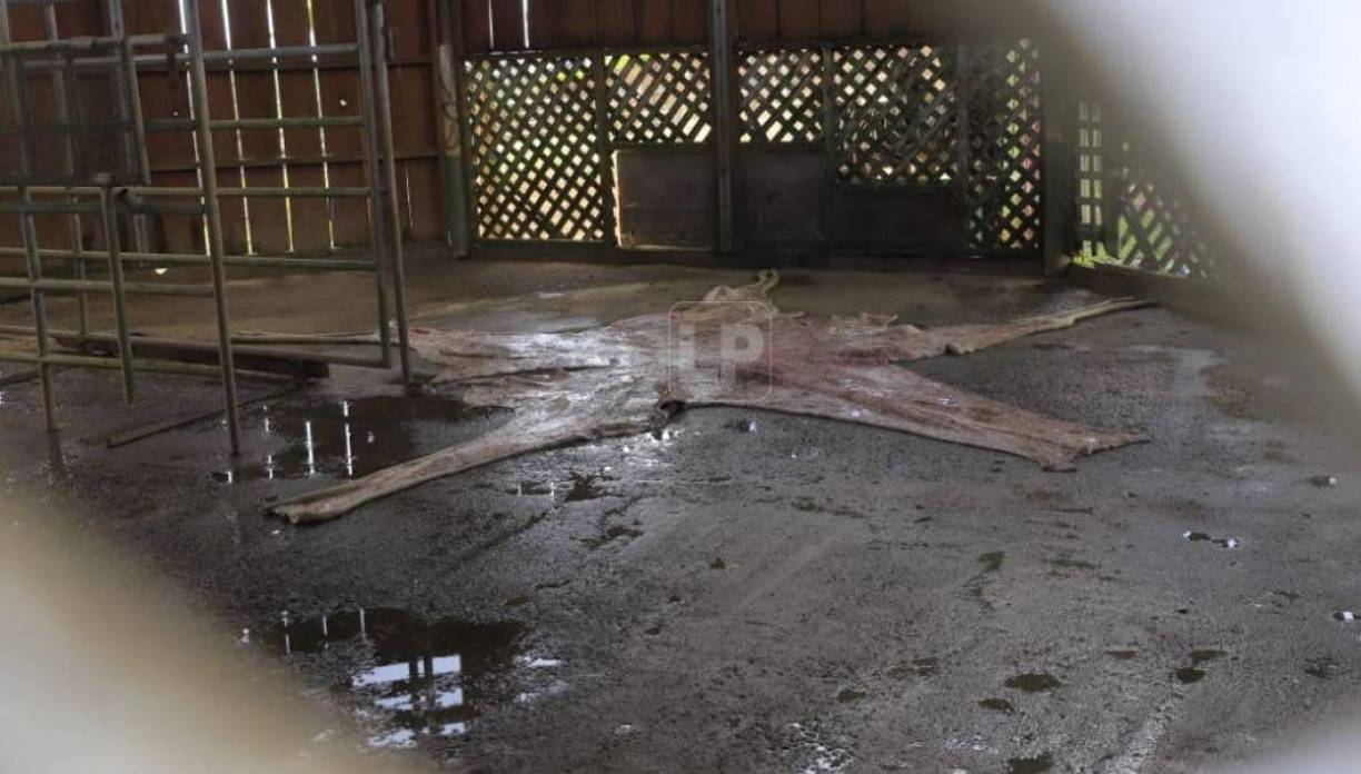 También mencionaron que a la jirafa le fue quitada la piel, misma que permanece en la galera donde la jirafa solía refugiarse del sol. La taxidermia es la práctica mediante la cual se diseca animales para conservarlos con apariencia de vivos y facilitar así su exposición, estudio y conservación.