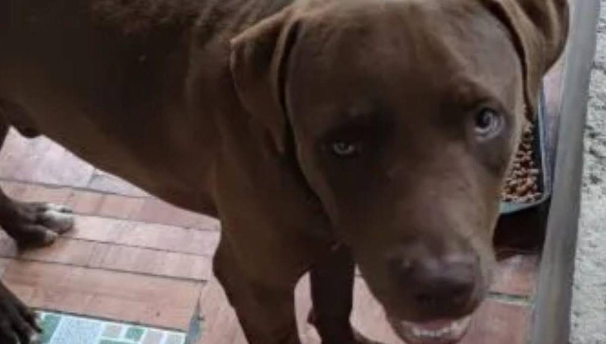 Rocky fue rescatado y dado en adopción luego de ser golpeado por sus dueños.