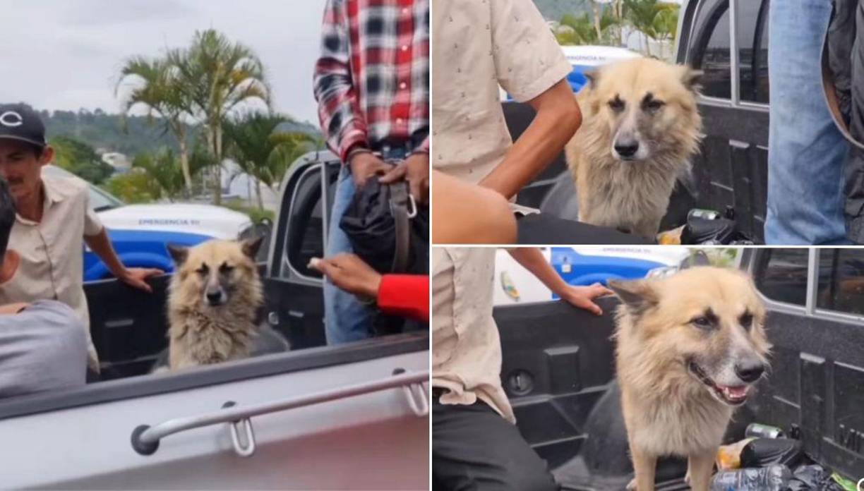 Se llama Job y durmió afuera de la bartolina donde esta su amo luego de ser capturado por la Policía Nacional.