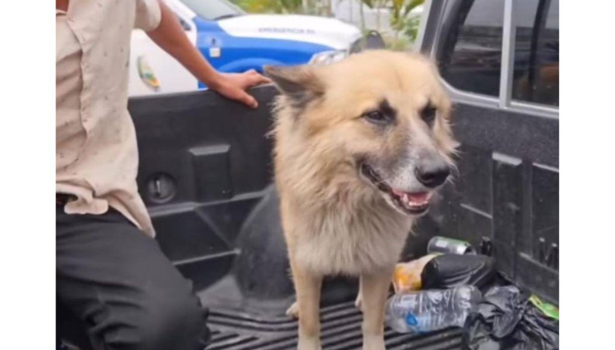Job, mientras ha acompañado a su dueño, ha sido cuidado por los policías de la UDEP #4.