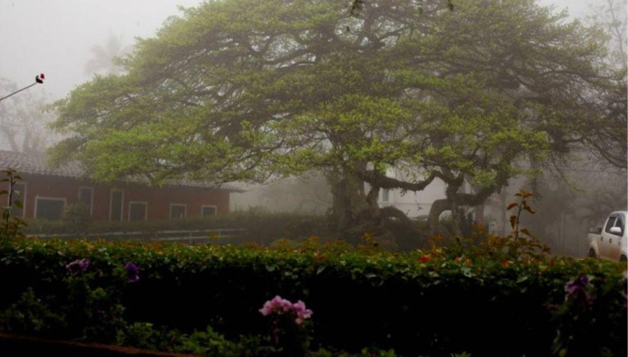 HACIENDA MONTECRISTOSe sitúa en la aldea Veracruz y queda a tan solo 15 kilómetros de Santa Rosa de Copán. Quienes van quedan encantados por su exquisito café.